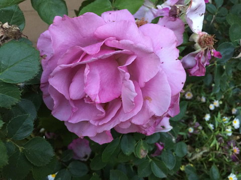 Blyth Cottage Burra - Accommodation in Bendigo 27