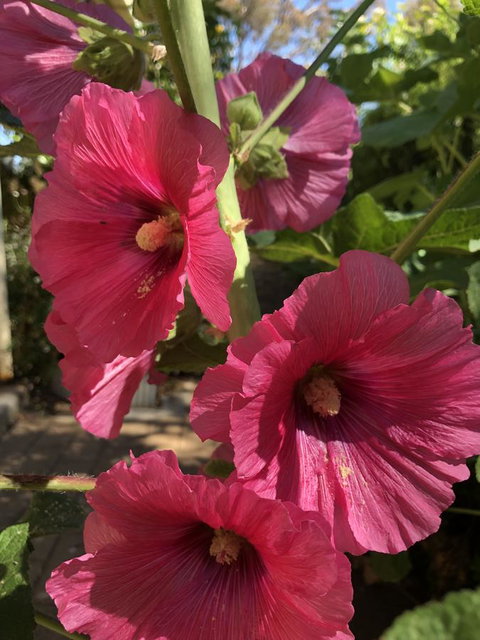 Blyth Cottage Burra - Accommodation in Bendigo 21