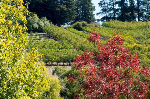 The Manor Basket Range - Accommodation in Bendigo 16
