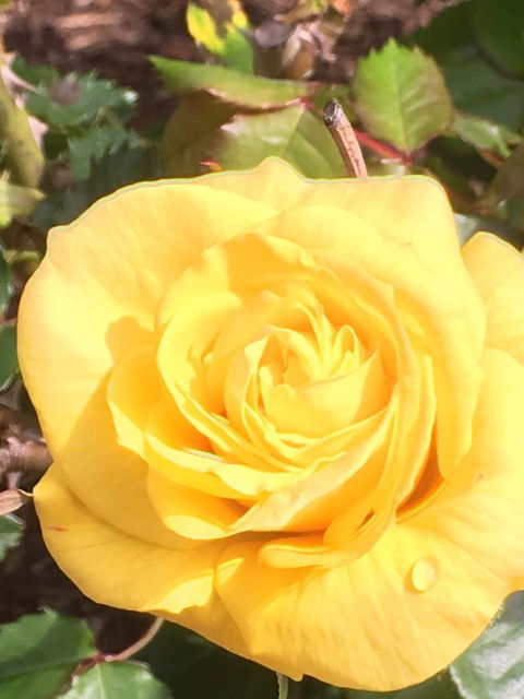 Wine And Roses Bed And Breakfast - Accommodation in Bendigo 41