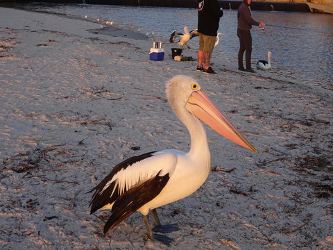 Selene Holiday Apartment @West Beach - Accommodation in Bendigo 3