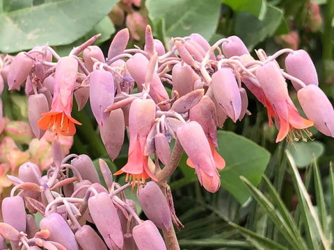 Aussie Opal Diggers Outback Retreat-Undergound - Accommodation in Bendigo 27