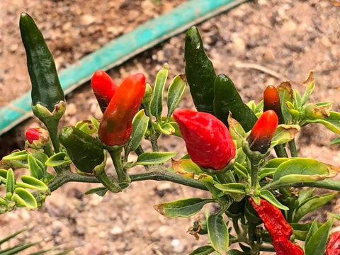 Aussie Opal Diggers Outback Retreat-Undergound - Accommodation in Bendigo 25