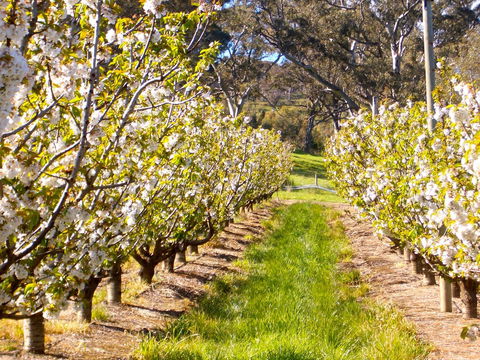 STUDIO ECHUNGA Adelaide Hills - Accommodation in Bendigo 18