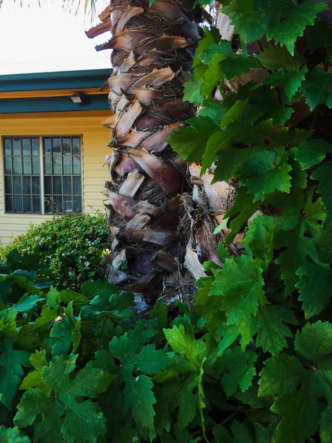 Ten Dollar Town Motel - Accommodation in Bendigo 19