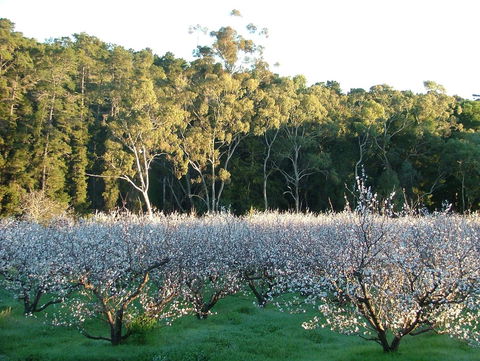 Taralee Orchards - Accommodation in Bendigo 5