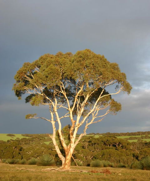 Ecopia Retreat - Accommodation in Bendigo 24