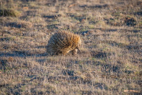 Ecopia Retreat - Accommodation in Bendigo 7