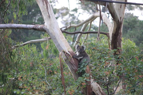 Pirralilla Estate Adelaide Hills - Accommodation in Bendigo 24