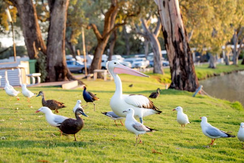 BIG4 Renmark Riverfront Holiday Park - Accommodation in Bendigo 9