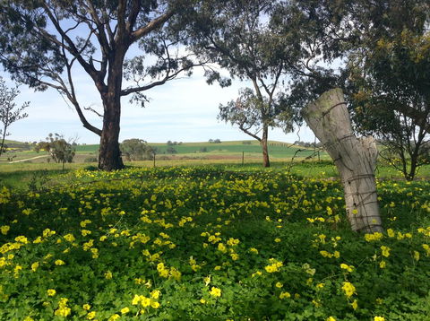 Clare Valley Cabins - Accommodation in Bendigo 14