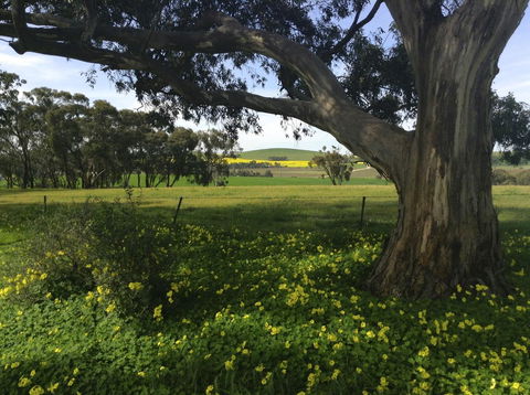Clare Valley Cabins - Accommodation in Bendigo 1