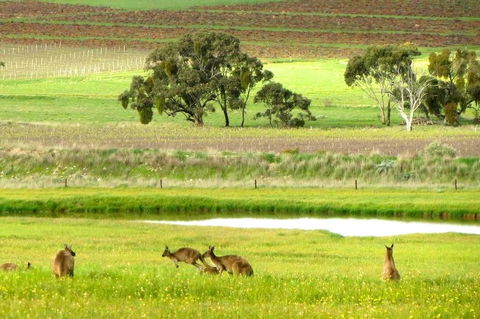 Clare Valley Cabins - Accommodation in Bendigo 35