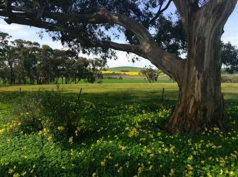 Clare Valley Cabins - Accommodation in Bendigo 21
