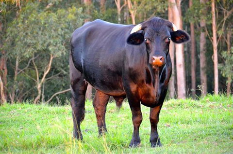 SummerHills Retreat Byron Bay - Accommodation in Bendigo 38