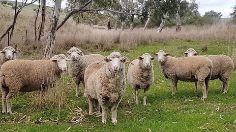 D2 At Watervale - Accommodation in Bendigo 24