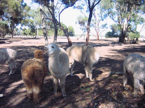 Linger Longer Vineyard - Accommodation in Bendigo 20