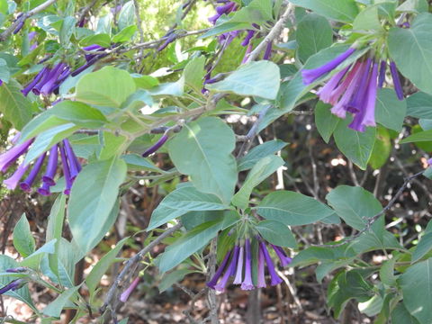 A Secret Garden - Accommodation in Bendigo 11