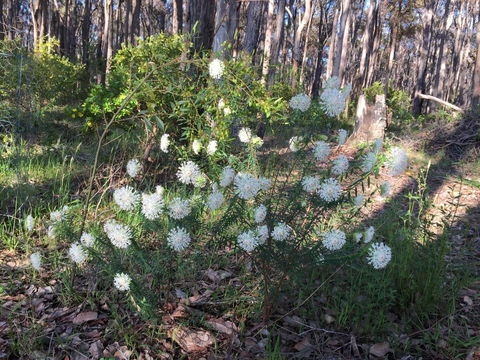 Simala Retreat - Accommodation in Bendigo 2