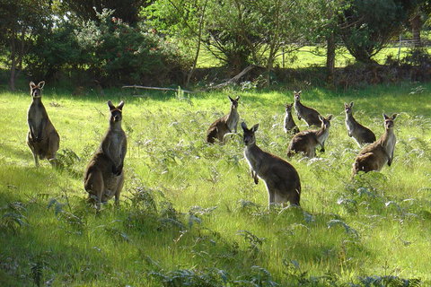 Blue House Denmark - Accommodation in Bendigo 13