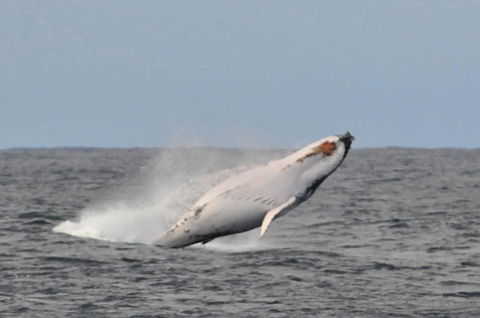 Albany Motel & Apartments - Accommodation in Bendigo 19