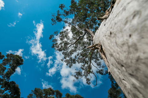 The Floating Forest - Accommodation in Bendigo 36