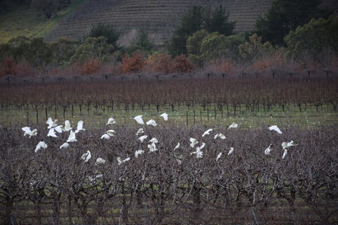 Borrodell Vineyard - Accommodation in Bendigo 32