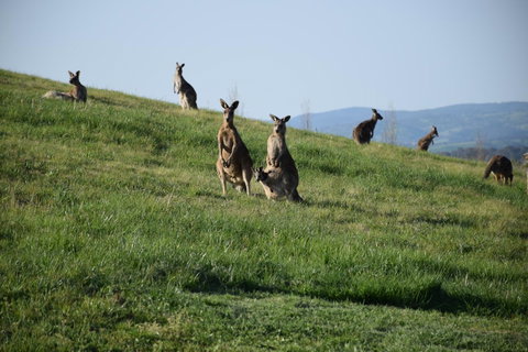 Borrodell Vineyard - Accommodation in Bendigo 33