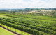Borrodell Vineyard - thumb 29