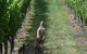 Borrodell Vineyard - thumb 31