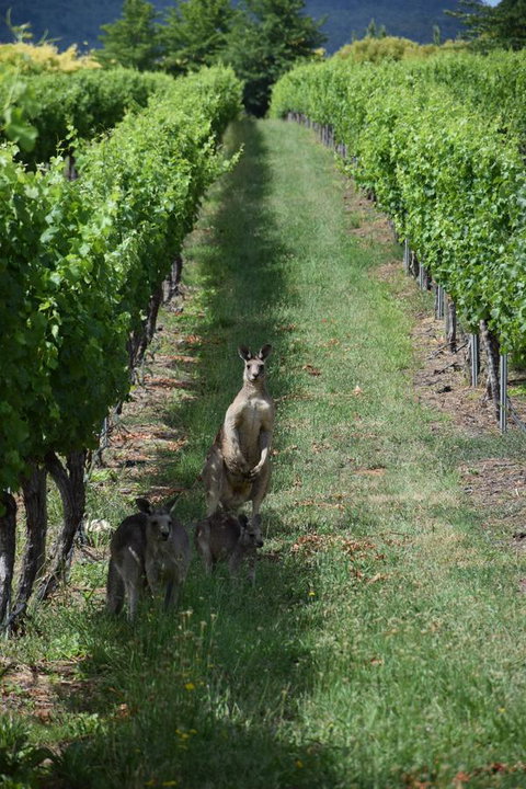 Borrodell Vineyard - Accommodation in Bendigo 31
