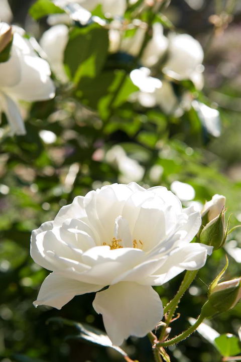 Ironstone Estate Lovedale - Accommodation in Bendigo 40