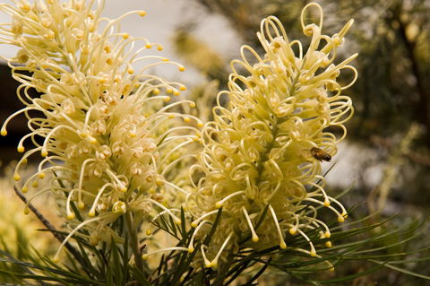 Ironstone Estate Lovedale - Accommodation in Bendigo 36