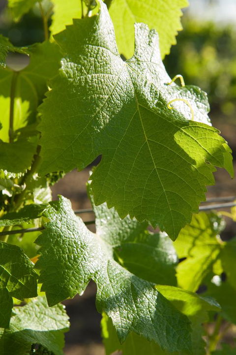 Ironstone Estate Lovedale - Accommodation in Bendigo 35