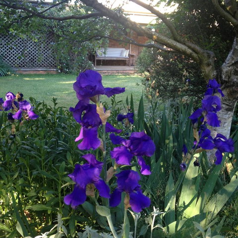 Warriwillah - Millthorpe's Country Motel - Accommodation in Bendigo 9