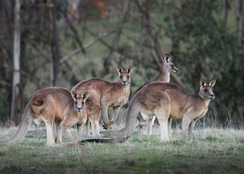 Pound Creek Gallery - Accommodation in Bendigo 25