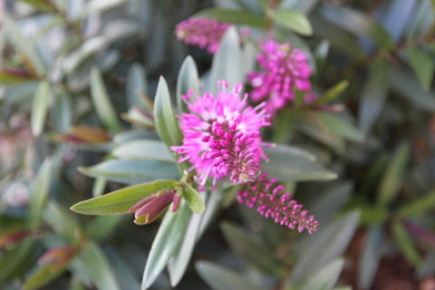 Grand Manor Motor Inn - Accommodation in Bendigo 3