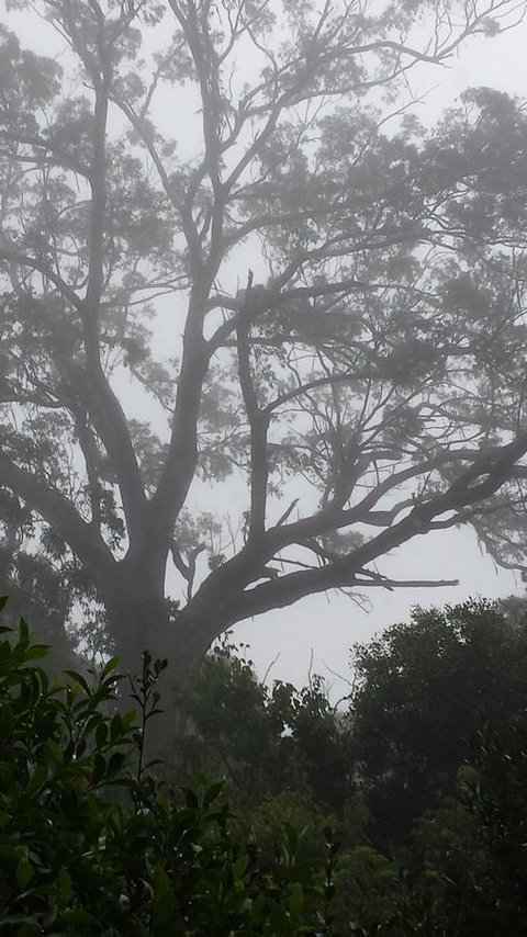 Lark Cottage - Accommodation in Bendigo 20