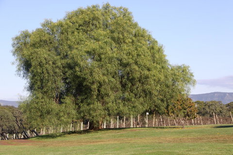 Adina Vineyard - Accommodation in Bendigo 17