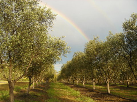 Adina Vineyard - Accommodation in Bendigo 19