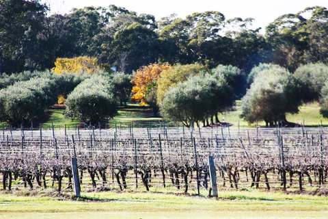 Adina Vineyard - Accommodation in Bendigo 15