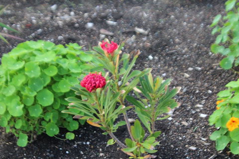 Red Waratah - Accommodation in Bendigo 12