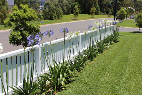 Red Waratah - Accommodation in Bendigo 2
