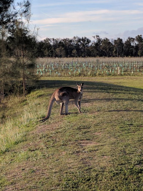 Madigan Wine Country Cottages - Accommodation in Bendigo 7