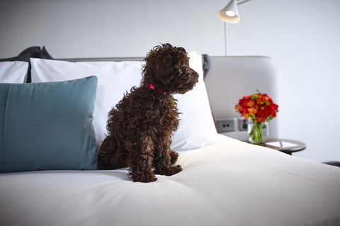Hotel Indigo Sydney Potts Point, An IHG Hotel - Accommodation in Bendigo 28