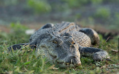 Wildman Wilderness Lodge - Accommodation in Bendigo 24