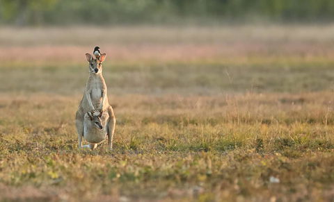 Wildman Wilderness Lodge - Accommodation in Bendigo 25