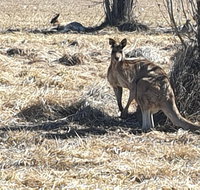 Clansman Motel - Accommodation in Bendigo