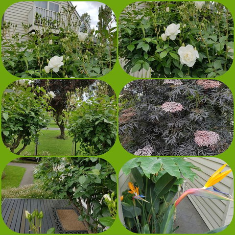 Creek Cottage Bed And Breakfast - Accommodation in Bendigo 3