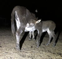 Donkey Tales Farm Cottages - Accommodation in Bendigo
